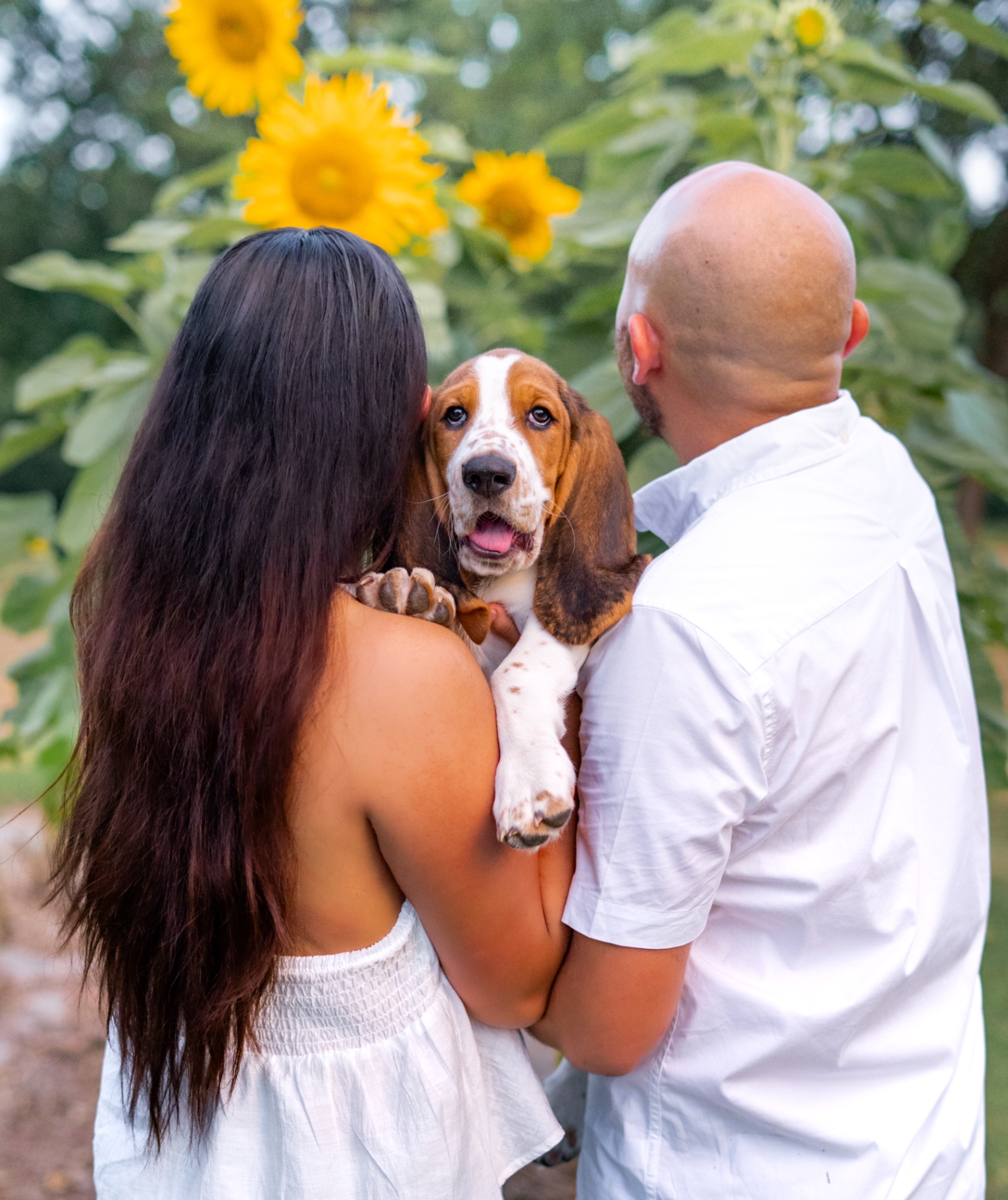 A couple seen from behind holding a basset hound puppy between them in a sunflower field.